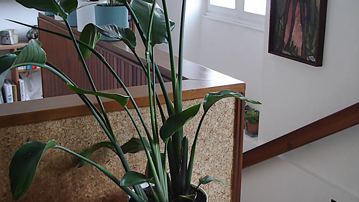 Espace de Passage escalier