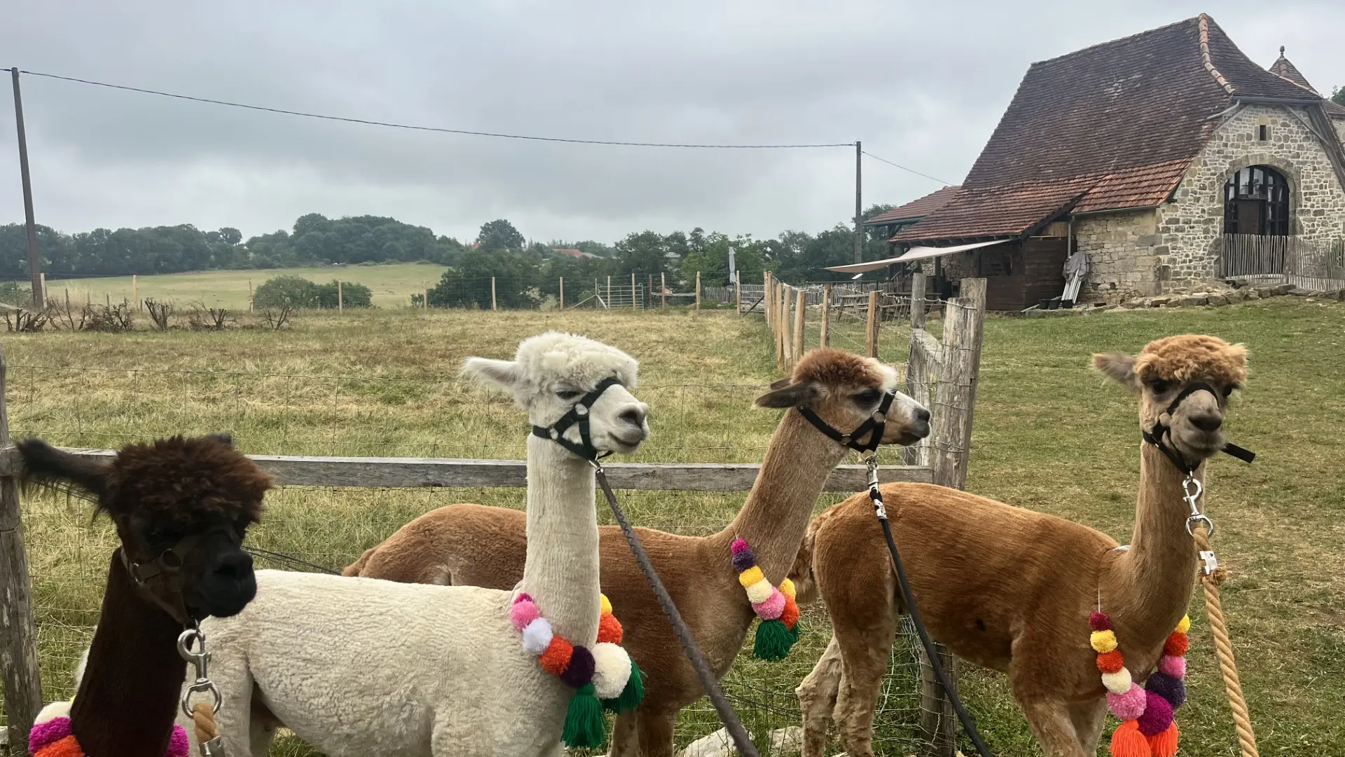 Gite alpagas