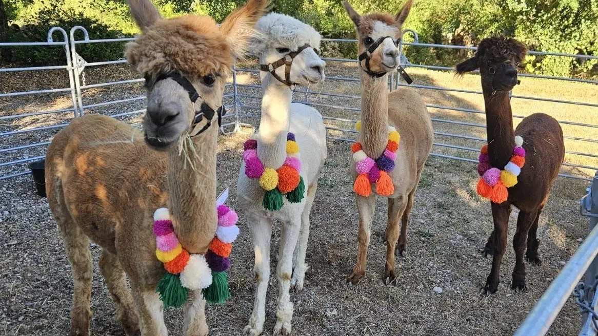 Alpagas en couleurs