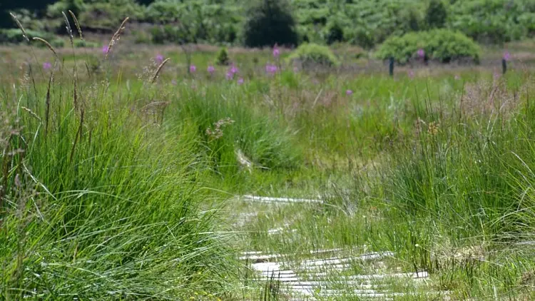 tourbière du Longeyroux Maymac