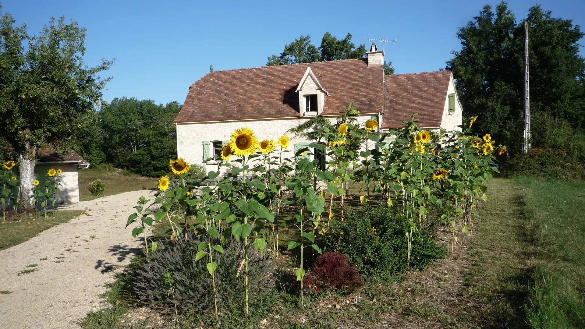 tournesols