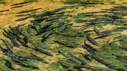 Truite dans la source