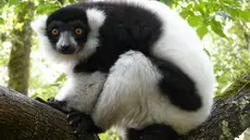 Réserve Zoologique de Calviac - Vari