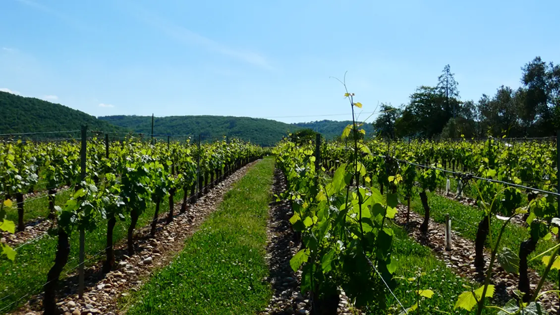 Les vignes au printemps