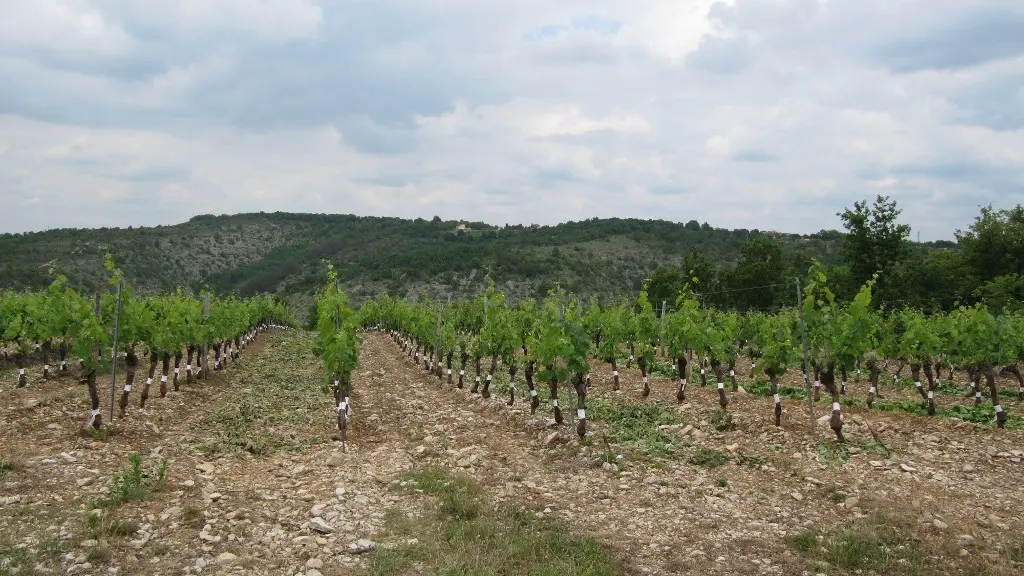 vigne domaine souleillan