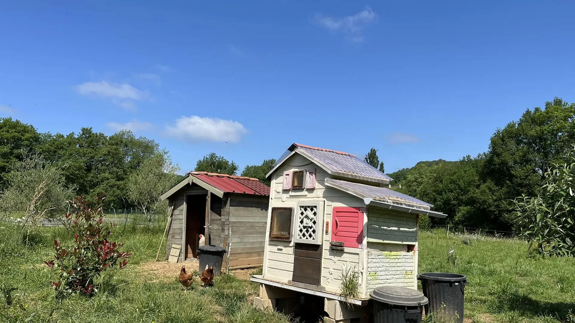 Chicken coops all recycled /Poulaillers fabriqués à partir de matériaux recyclés