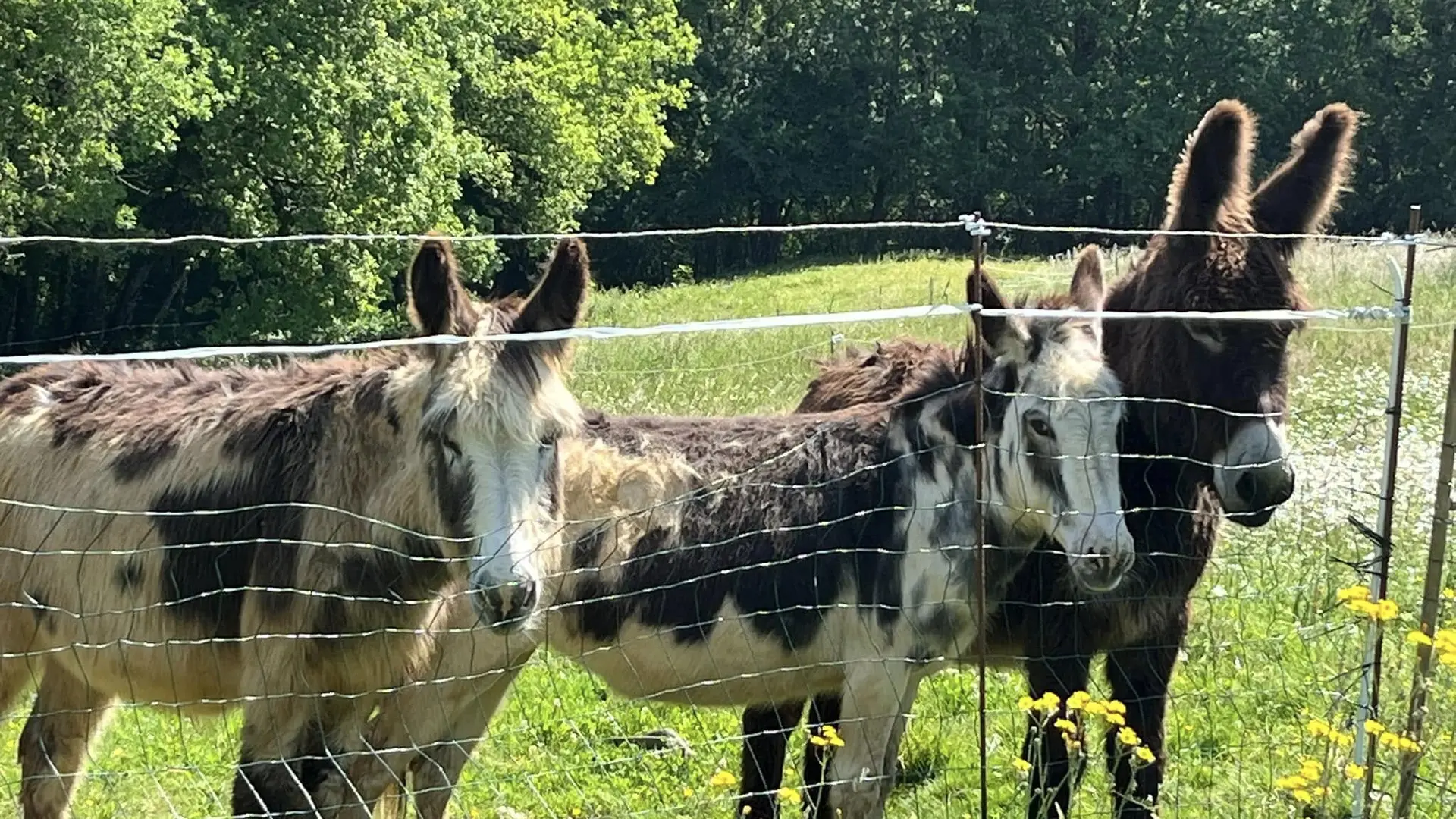 Our donkeys / nos ânes