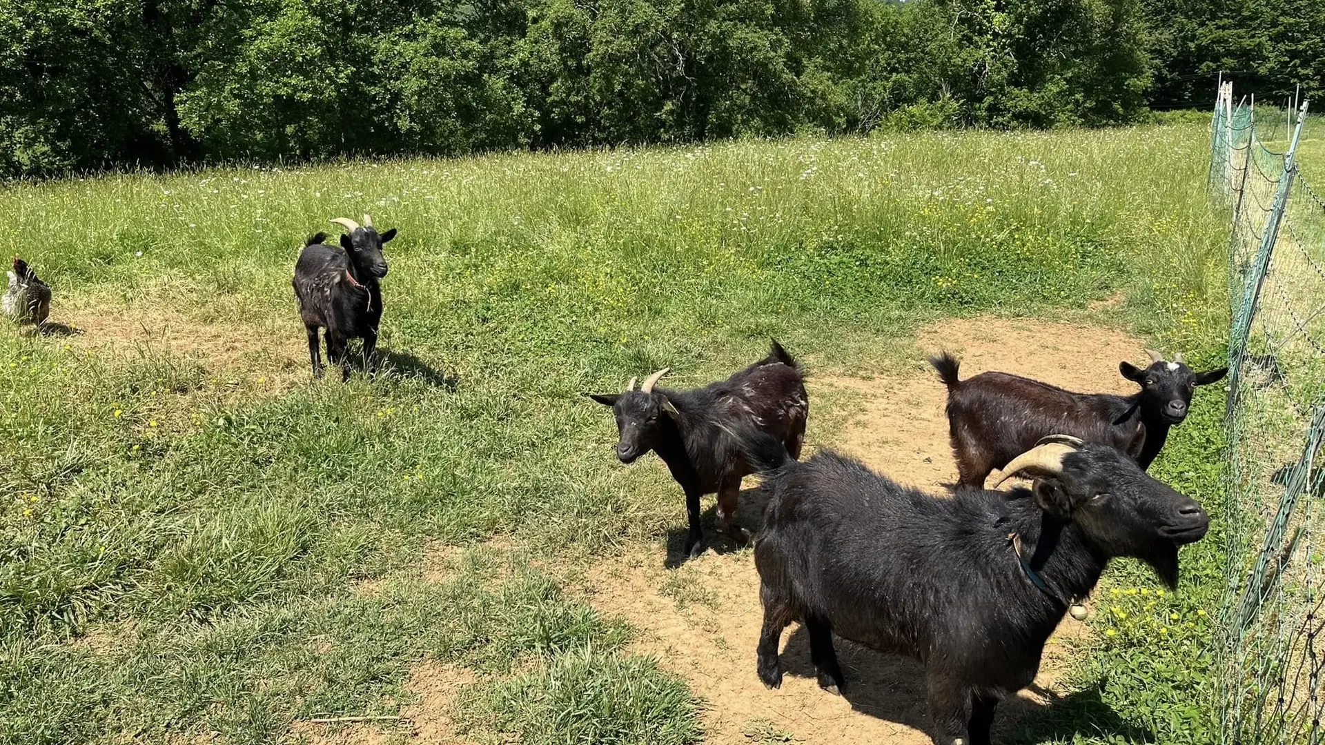 Our goats / nos chèvres