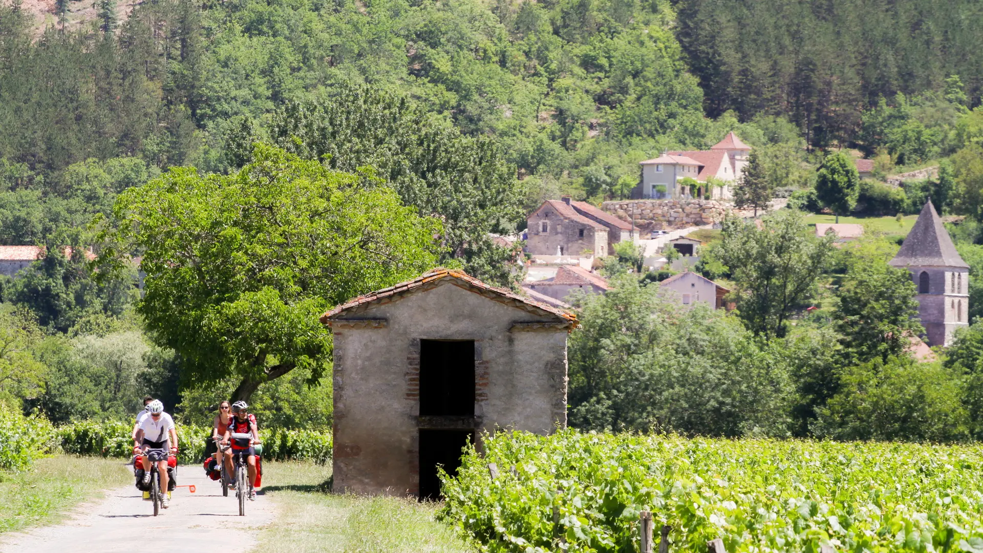 A vélo dans les Vignes
