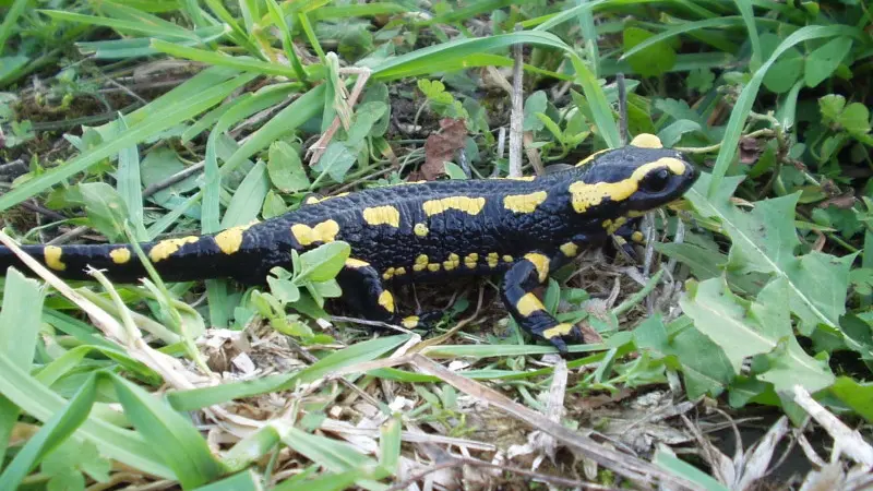 Salamandre