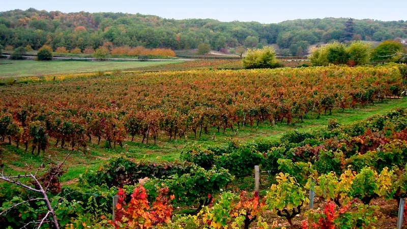 Vignoble en Automne