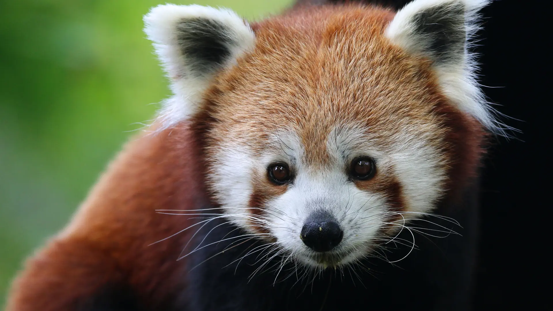 Réserve Zoologique de Calviac - Panda roux