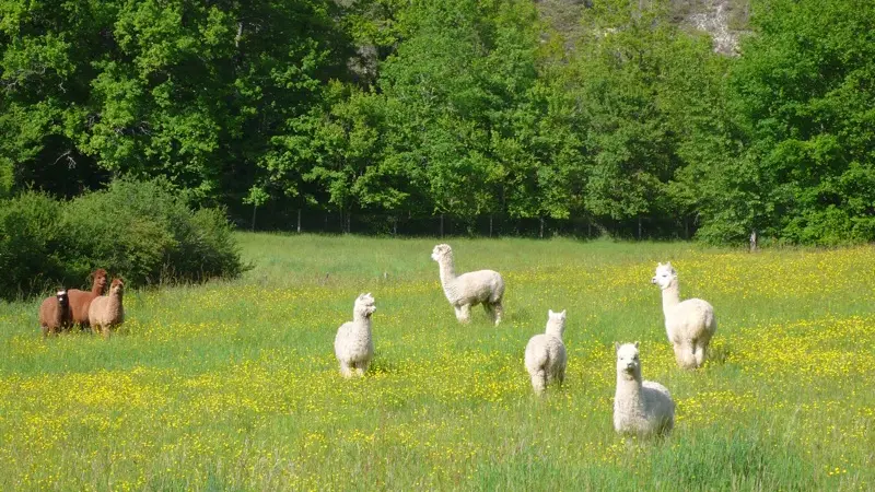 Alpagas du Quercy 4