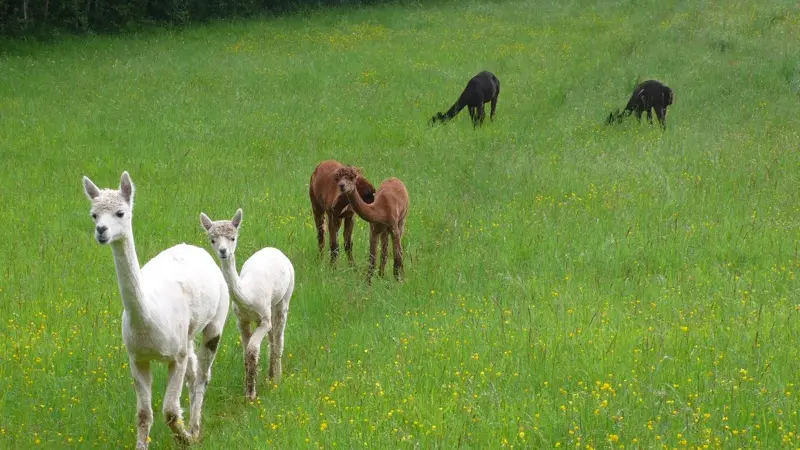 Alpagas du Quercy 5