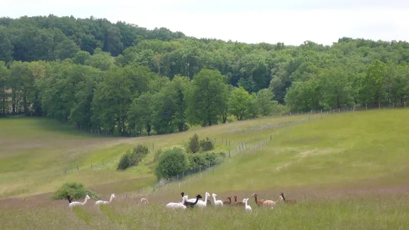 Alpagas du Quercy 8