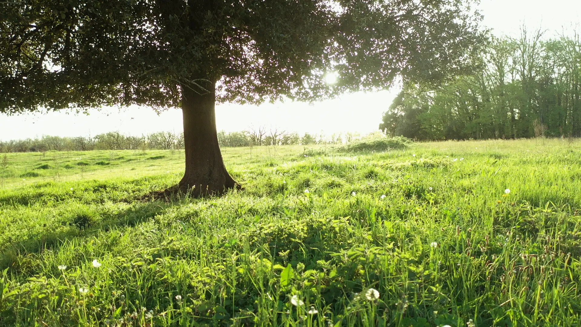Arbre de paulin 1 redi1