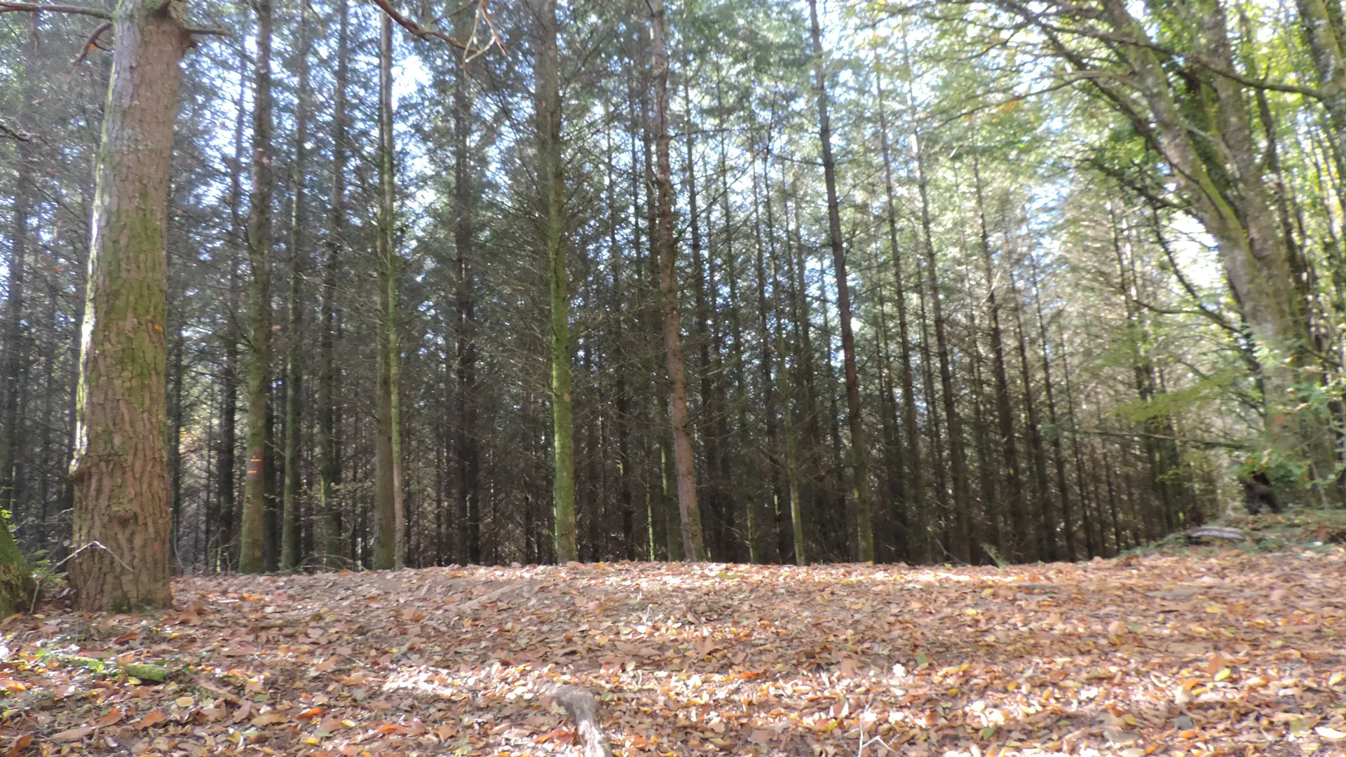 Argentat Moulinots - forêt de mélèzes