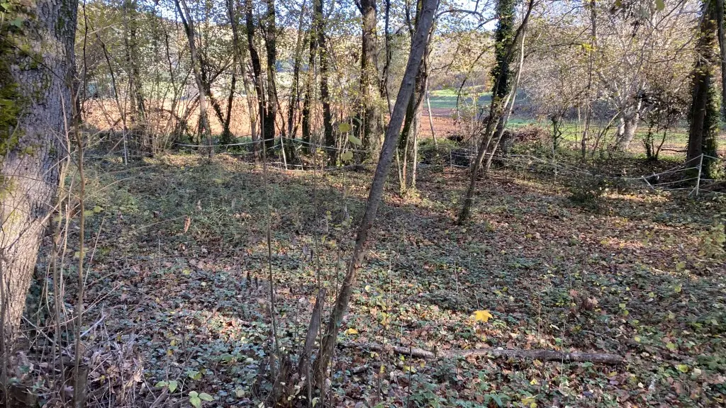 Autumn back garden woodlands