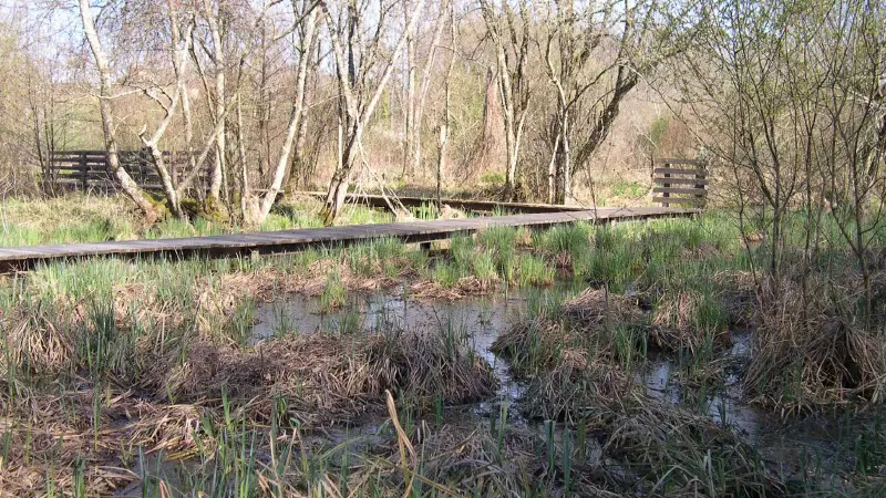 Marais