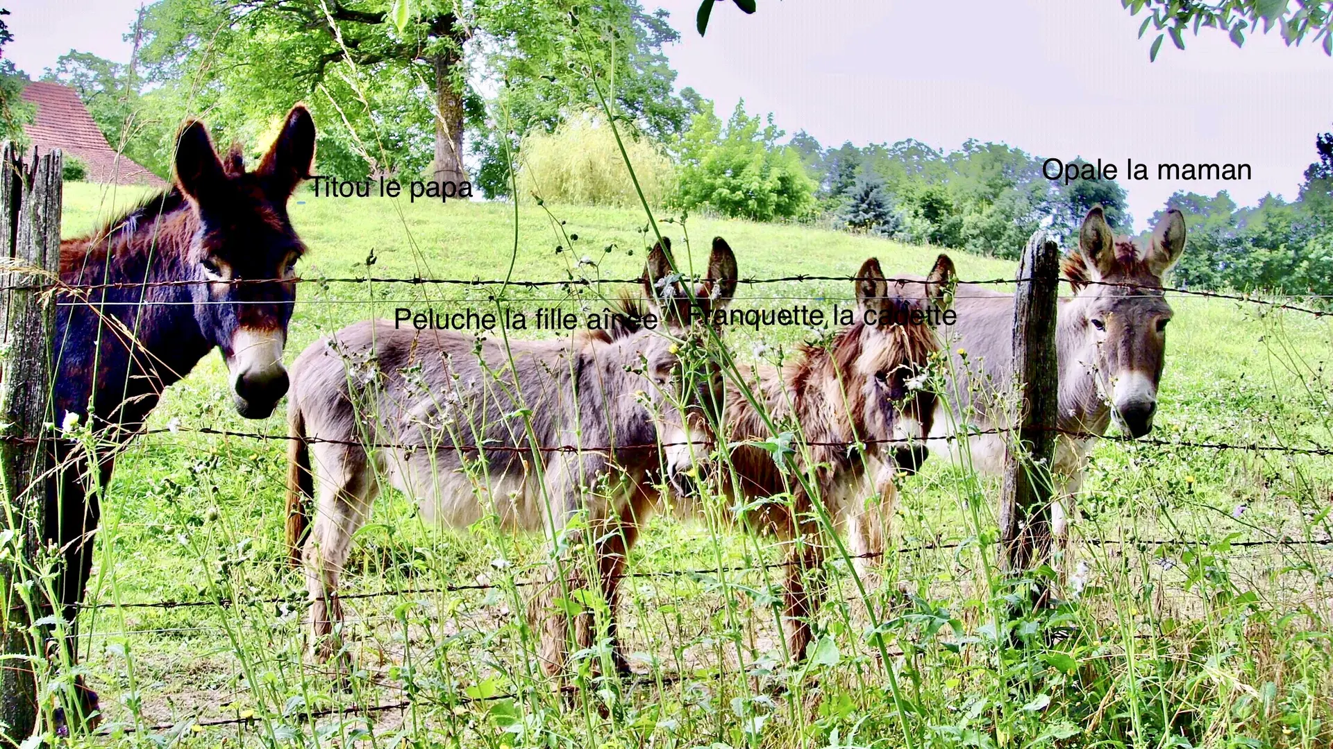 Petite famille des anes