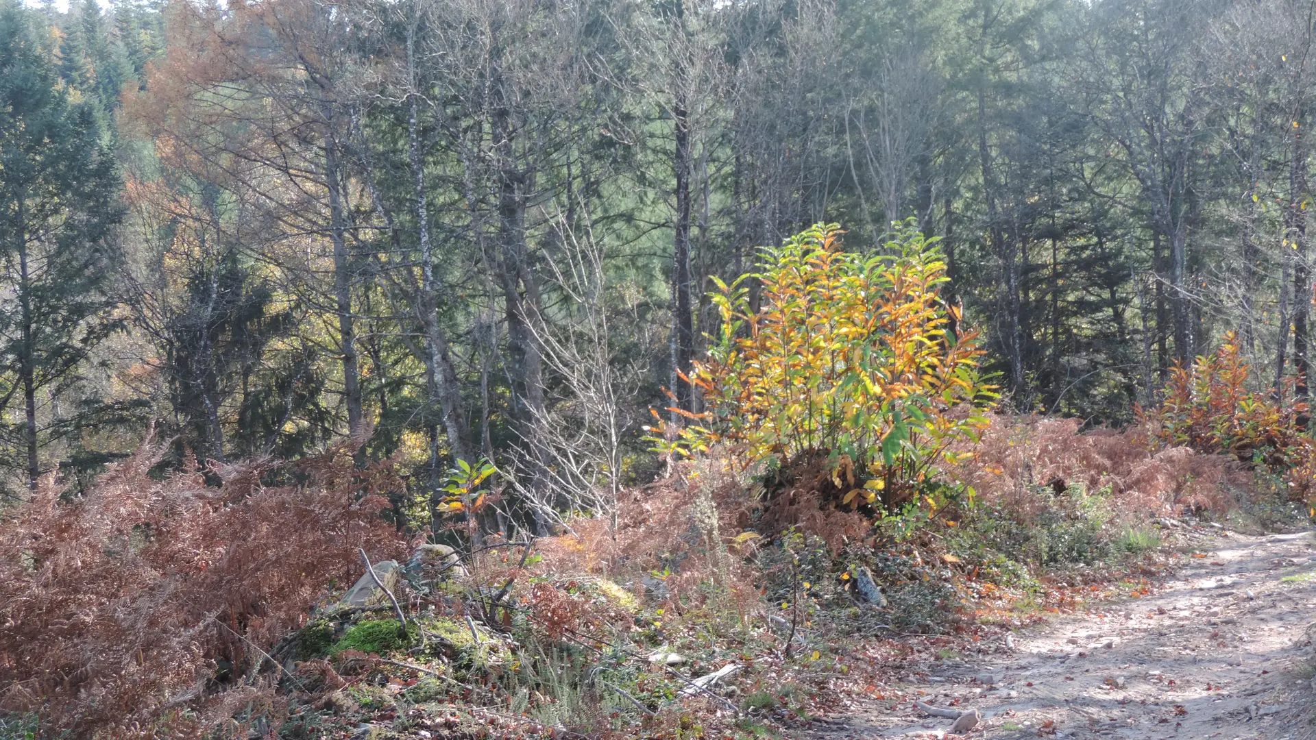 Beau chemin