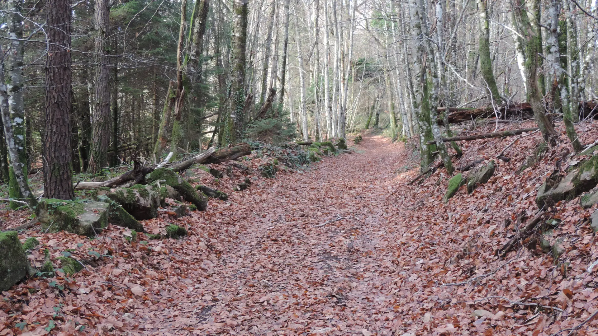 Belle forêt d_automne