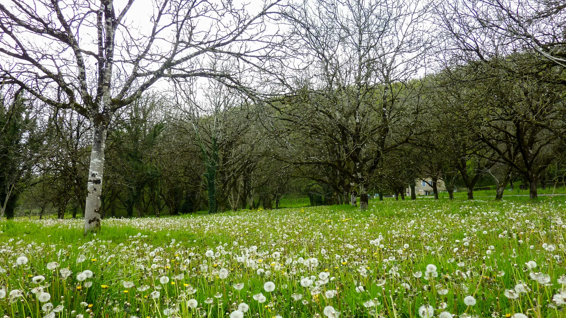 Boutière - Pissenlits © Lot Tourisme - C. Sanchez