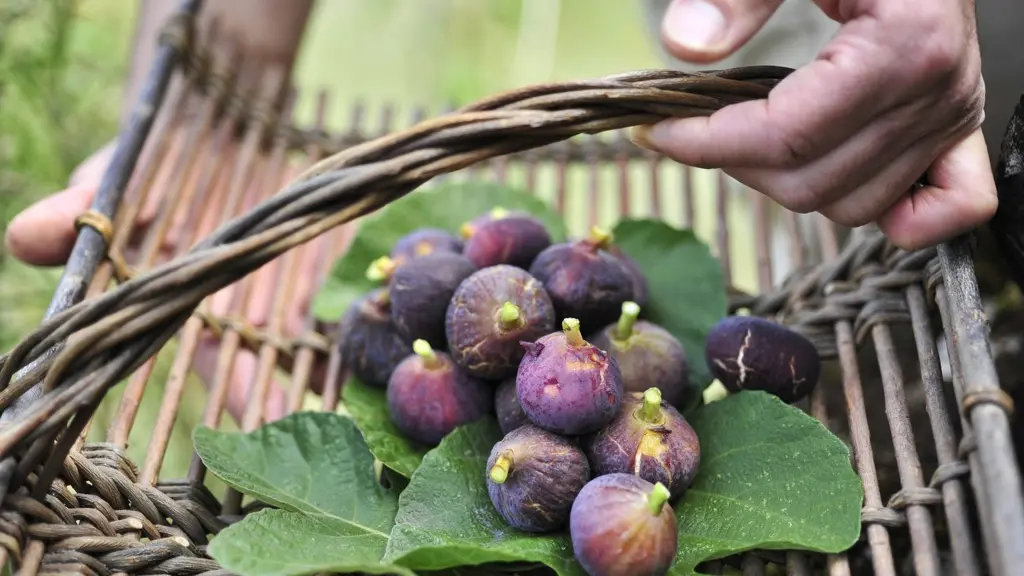 plateau des figues