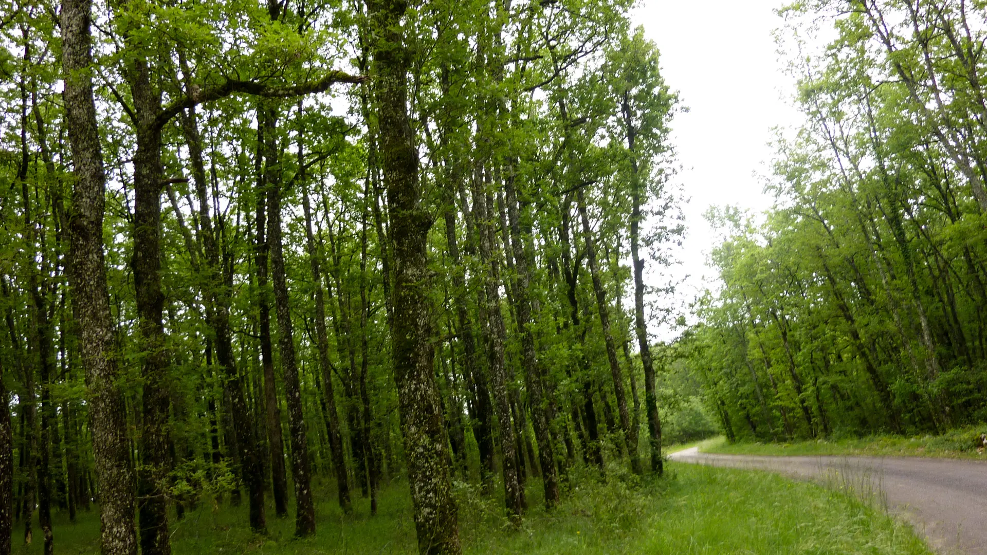 Camp del Bos - bois de chênes_10 © Lot Tourisme - C. Sanchez