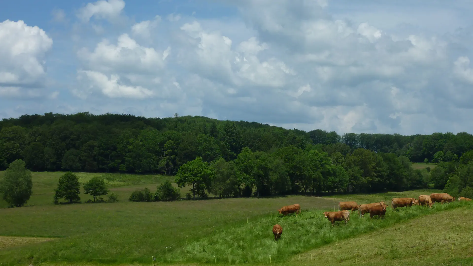 Cantagrel - Vaches du Ségala_20 © Lot Tourisme - C. Sanchez