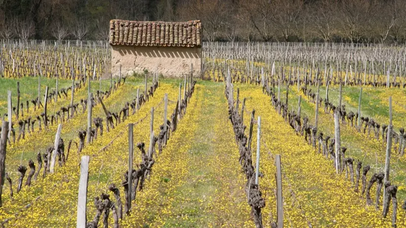 Cabane de vignes