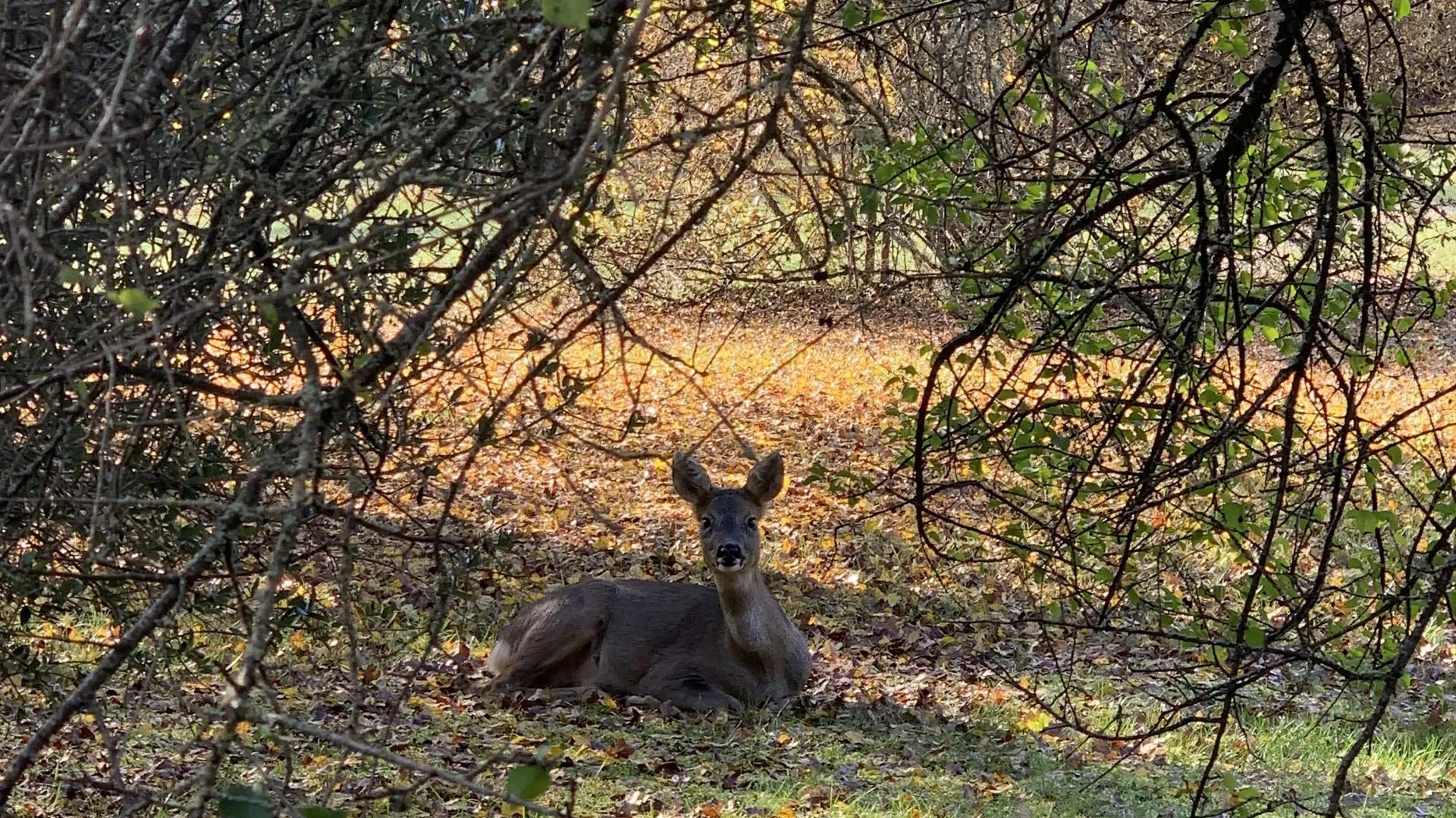 Cabane lodge faune sauvage