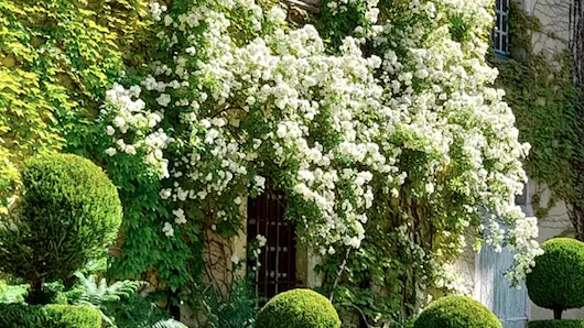 Cascade de roses et topiaires