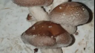 Champignons