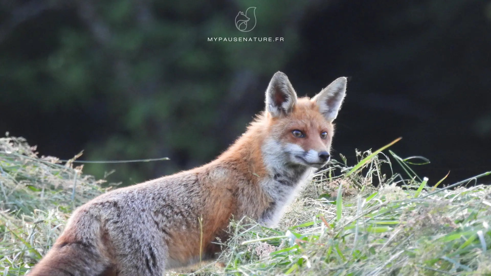 Carnet sauvage - renarde