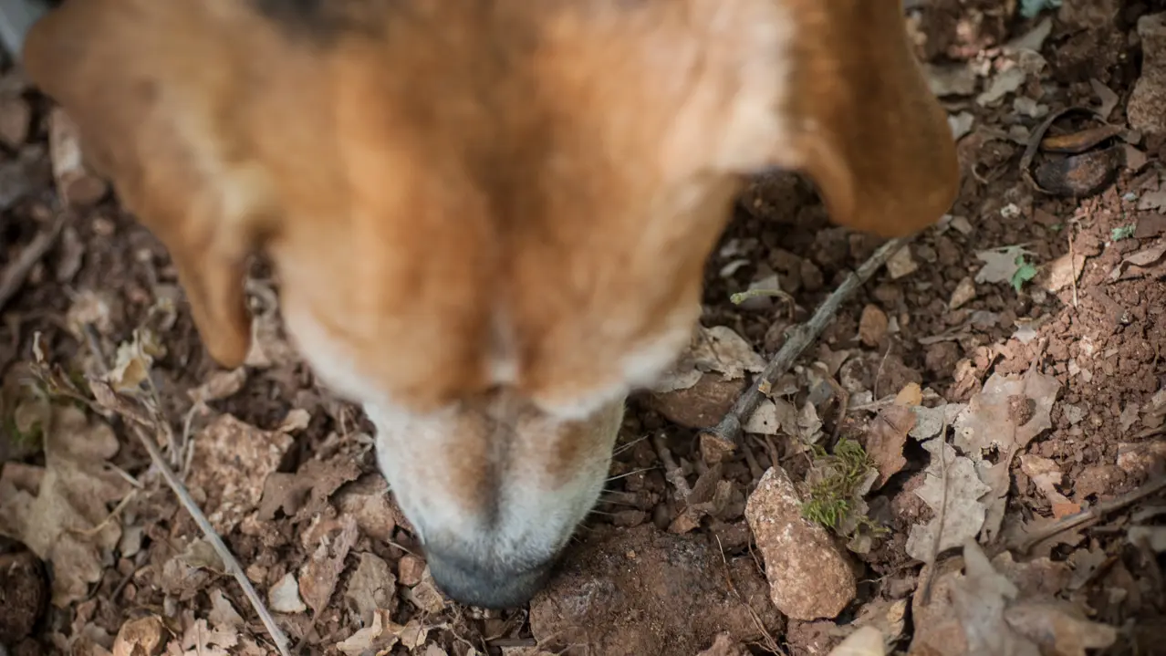 Cavage avec le chien © Lot Tourisme - C. ORY