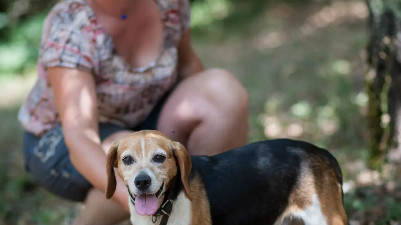 Cavage avec le chien truffier 08 © Lot Tourisme - C. ORY