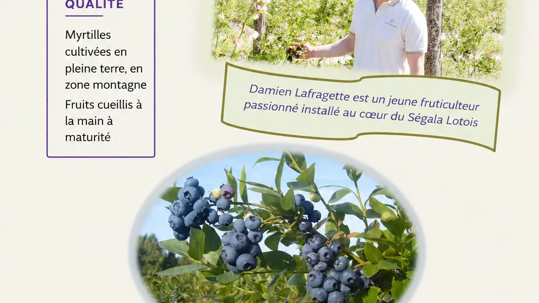 Affiche cueillette Myrtilles