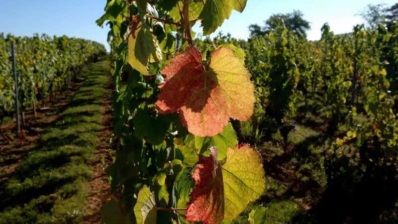 Château Haut Monplaisir 6