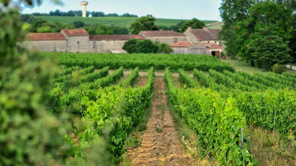 Château Lacapelle-Cabanac - Chai_13 © Lot Tourisme - C. ORY