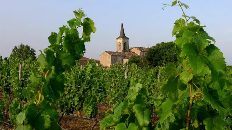 Vignoble de Cénac