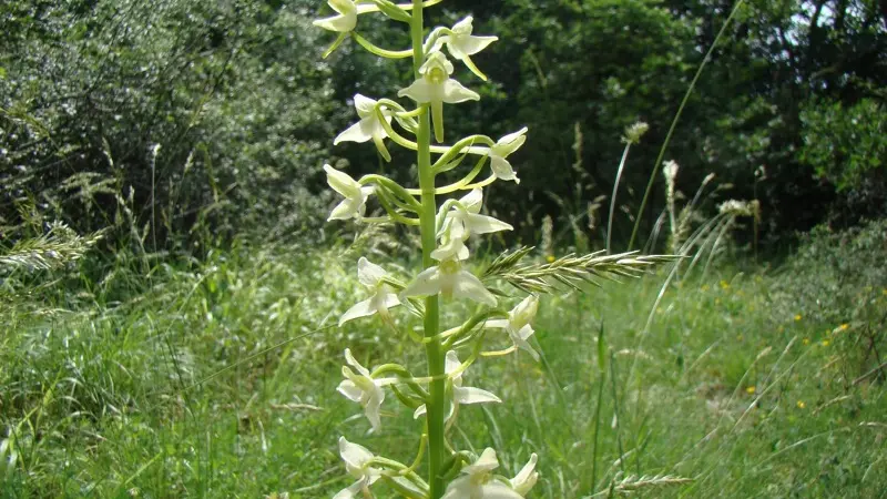 ChateauLacomté_Orchidées