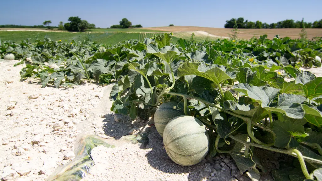 Champ de melons du Quercy à Flaugnac