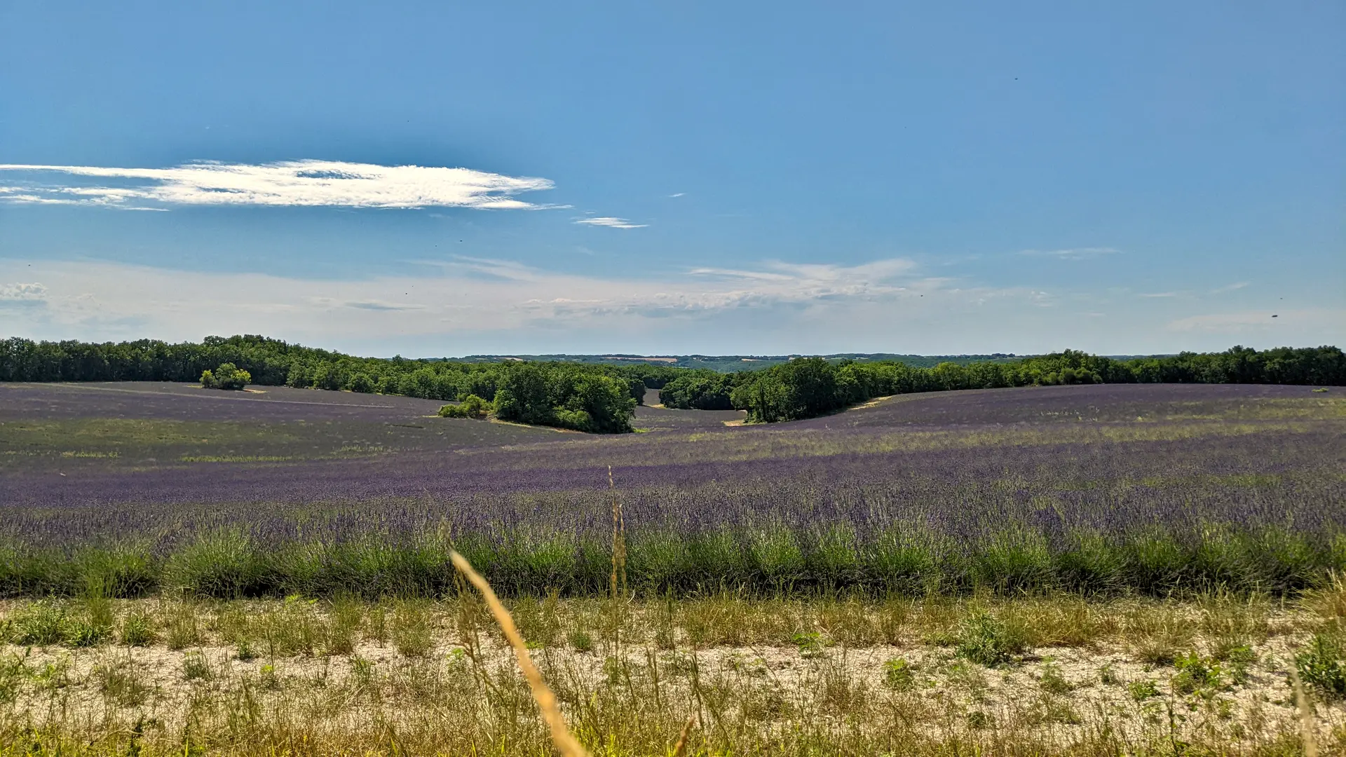 Champs de lavande