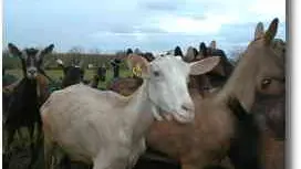 Chevres Mas du Raounel