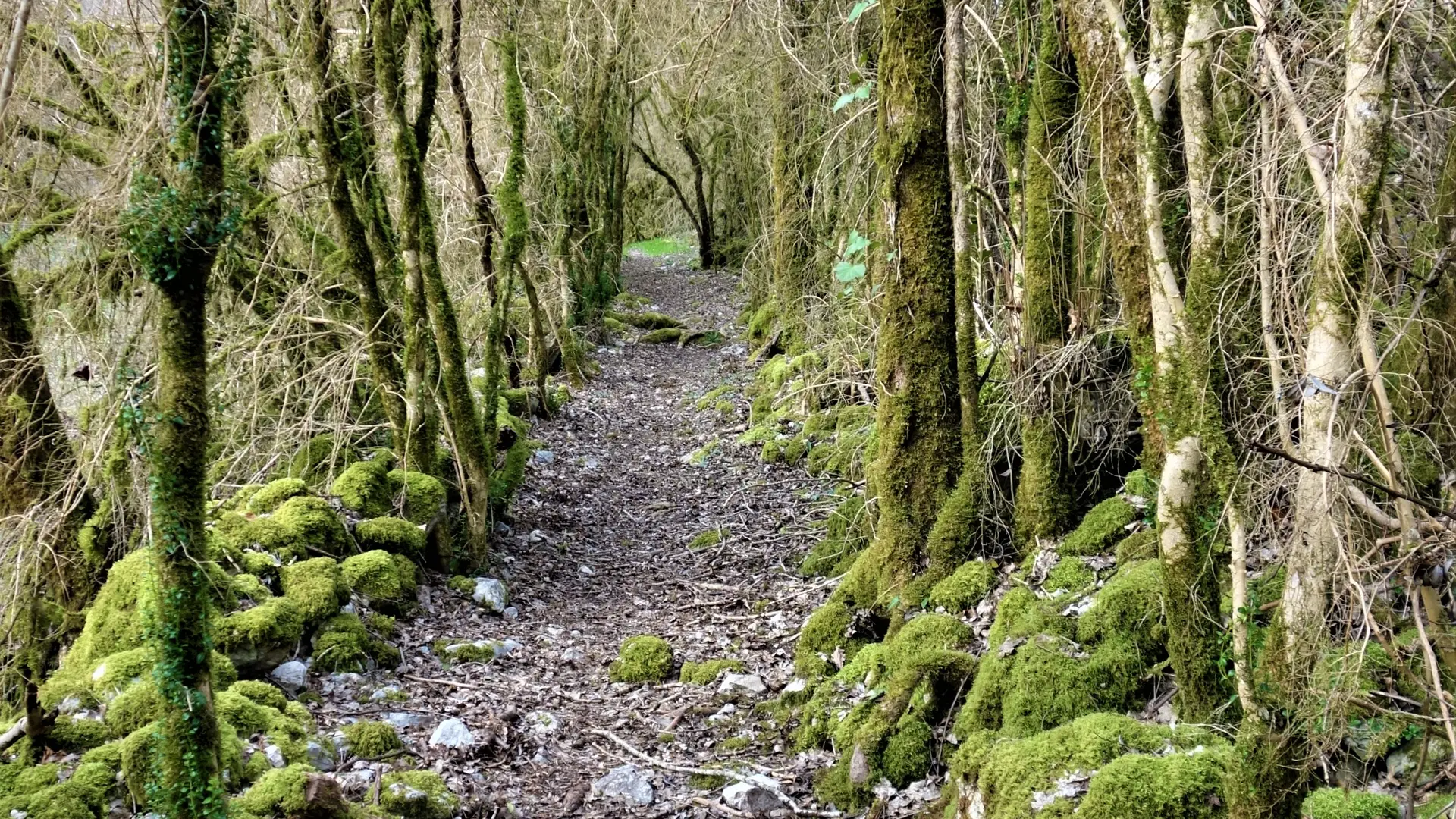 Chemin buis 2©ot-ccclm