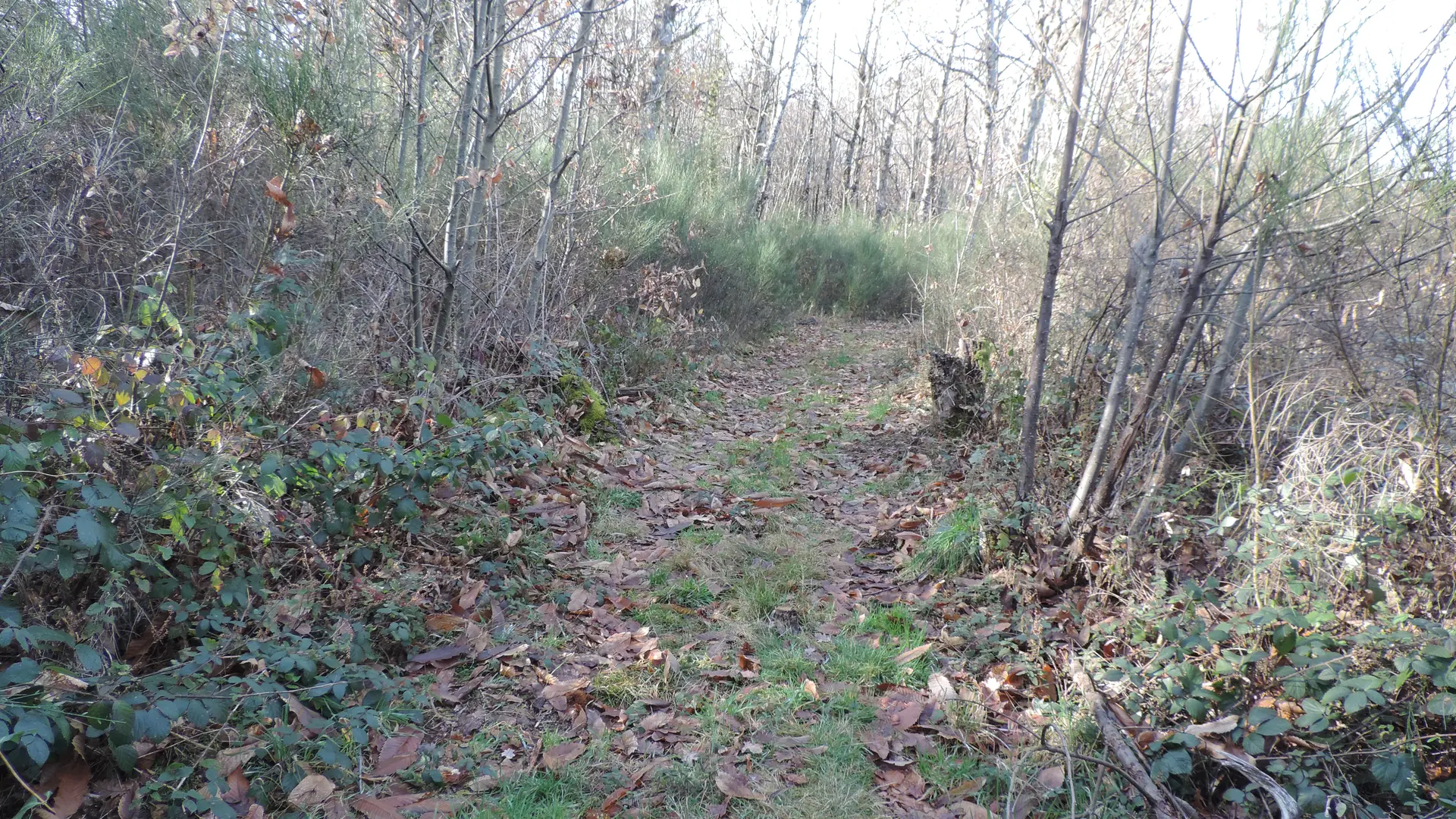Chemin d_herbe