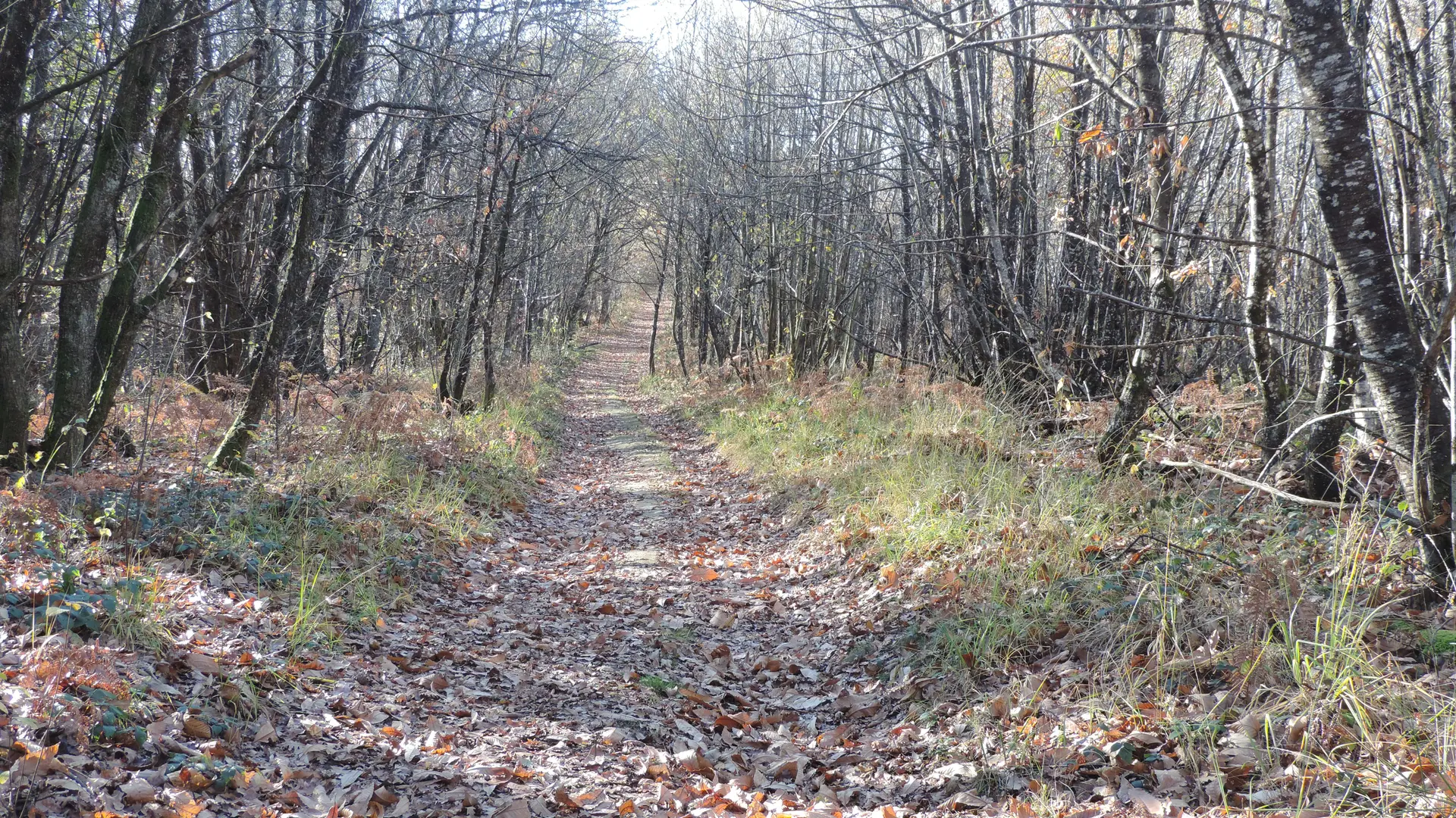 Chemin de forêt