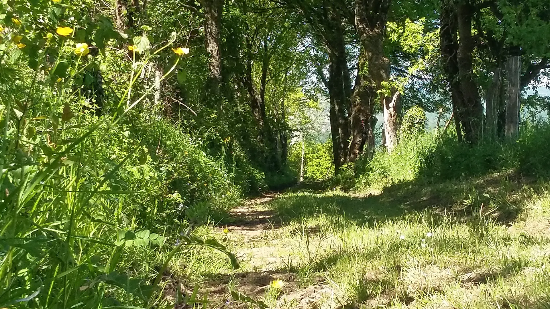 Chemin en sous bois_© Lot Tourisme - A. Leconte