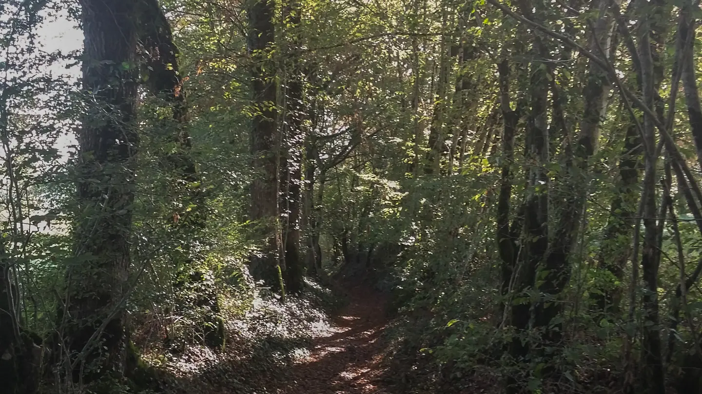 Chemin en sous-bois - circuit le chemin aux deux visages_11 © Lot Tourisme - A. Leconte